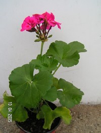 Muškáty
